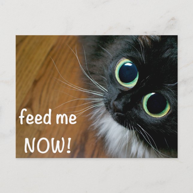 feed me NOW! Postcard (Front)