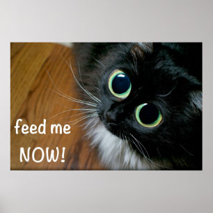 feed me NOW! Poster