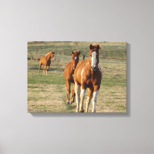 Feed Time Canvas Print