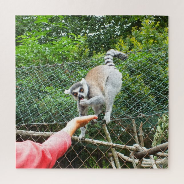 Feeding a lemur jigsaw puzzle (Vertical)
