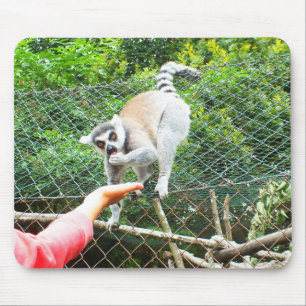 Feeding a ring tailed lemur mouse pad