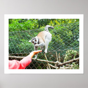 Feeding a ring tailed lemur poster