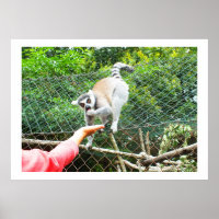 Feeding a ring tailed lemur