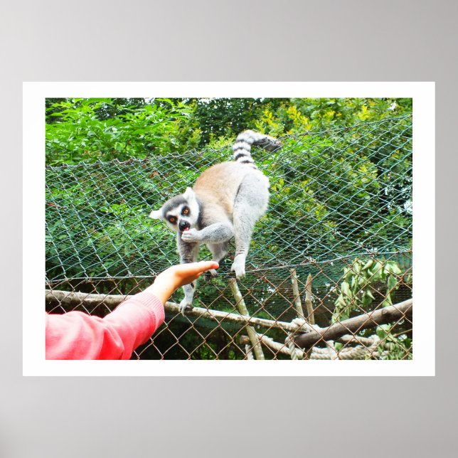 Feeding a ring tailed lemur poster (Front)