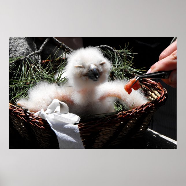 Feeding an Eagle Owl chick Poster (Front)