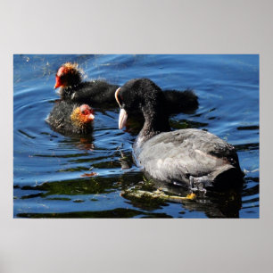 Feeding Babies Poster