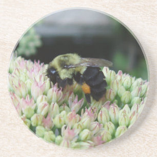 Feeding Bee Coaster