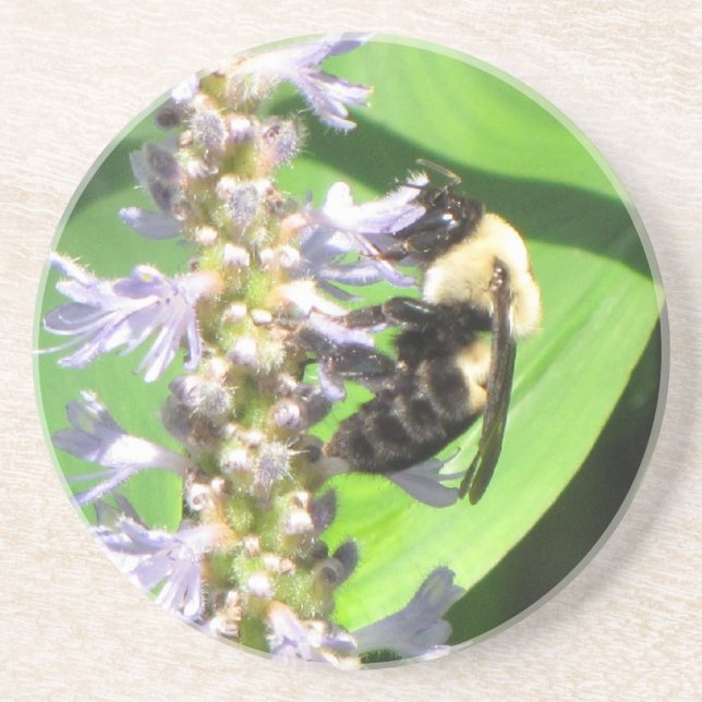 Feeding Bee Coaster (Front)