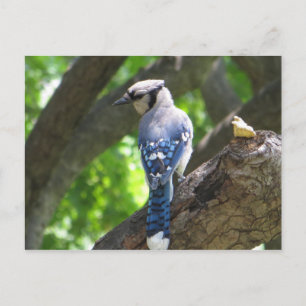 Feeding Blue Jay Postcard