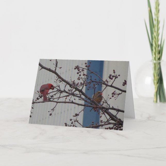 Feeding Cardinals, Happy Anniversary Card (Front)