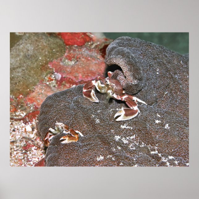 Feeding Crabs Poster (Front)