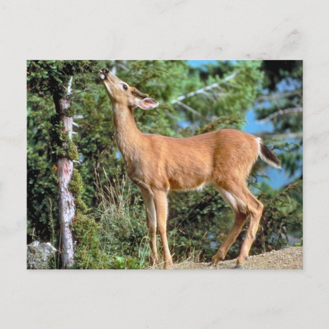 Feeding Deer Postcard (Front)