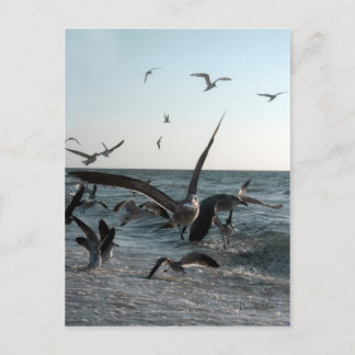 Feeding Frenzy Postcard