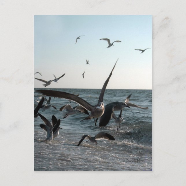 Feeding Frenzy Postcard (Front)