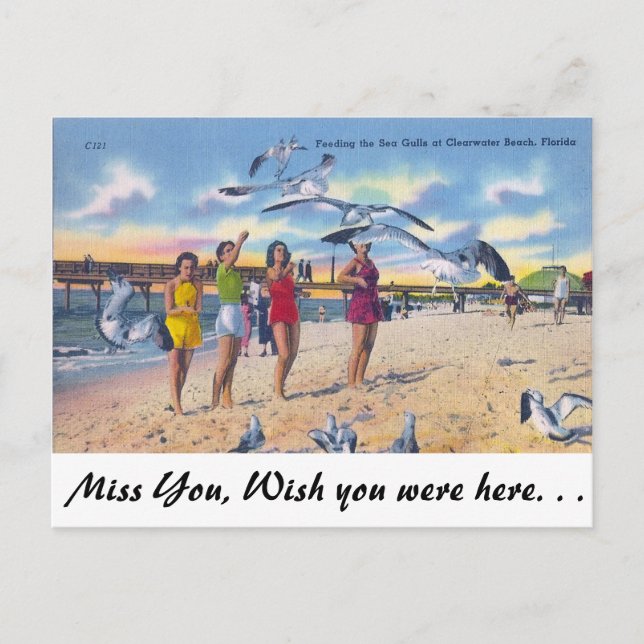 Feeding Gulls, Clearwater Beach, Florida Postcard (Front)