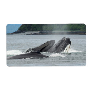 Feeding Humpback Whales