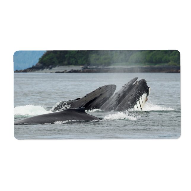 Feeding Humpback Whales (Front)