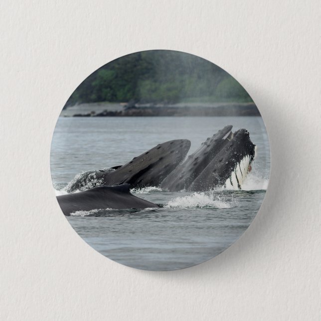 Feeding Humpback Whales 6 Cm Round Badge (Front)
