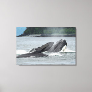 Feeding Humpback Whales Canvas Print
