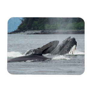 Feeding Humpback Whales Magnet