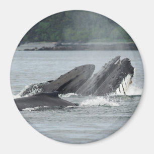 Feeding Humpback Whales Magnet