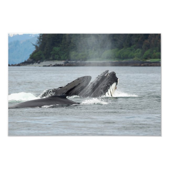 Feeding Humpback Whales Photo Print (Front)