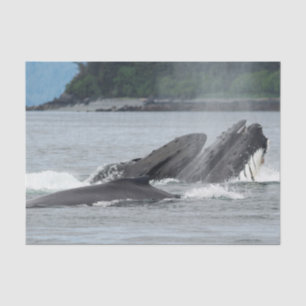 Feeding Humpback Whales Tissue Paper