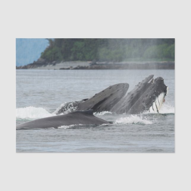 Feeding Humpback Whales Tissue Paper (Front)