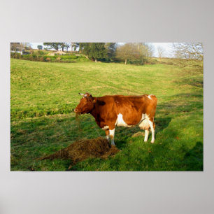 Feeding time for Guernsey cow Poster
