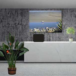 Feeding Time for Royal Spoonbill Canvas Print