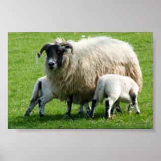 Feeding time for this sheep's lambs poster