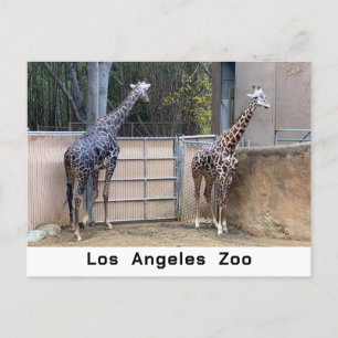 Feeding Time  Postcard