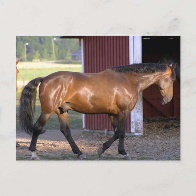 Feeding Time Postcard (Front)