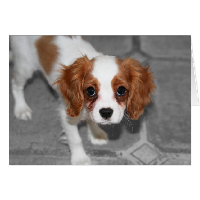 Feel Better Cavalier King Charles Spaniel Card (Front Horizontal)