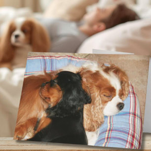 Feel Better From Cancer Cavalier King Charles  Card