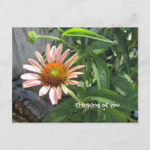 Feel Better Pink Daisy Postcard