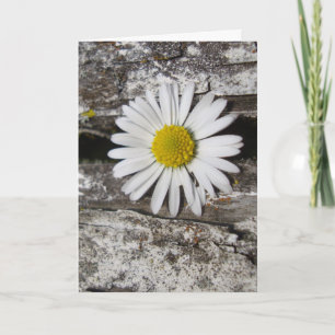 Feel Better Soon, Daisy and Distressed Wood Card