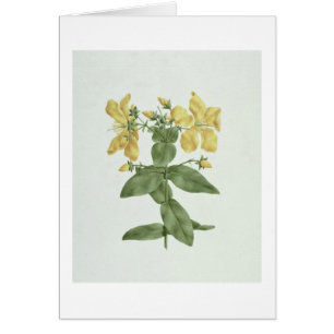 Feel-Fetch (Hypericum quartinianum) (w/c over grap