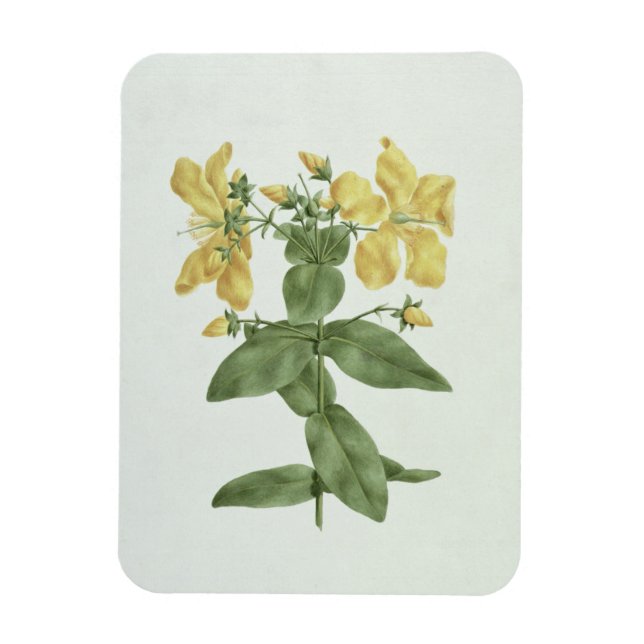 Feel-Fetch (Hypericum quartinianum) (w/c over grap Magnet (Vertical)