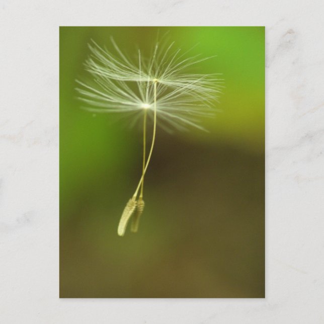 Feel free - flying Dandelion seeds Postcard (Front)