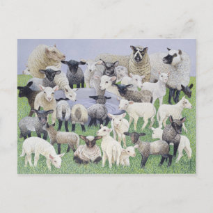 Feeling Sheepish Postcard