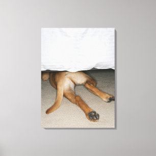 Feet and tail of yellow lab dog hidden under bed canvas print