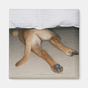 Feet and tail of yellow lab dog hidden under bed magnet
