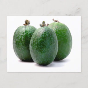 Feijoa Postcard