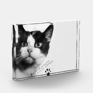 Félicette: The First Cat in Space Photo Block