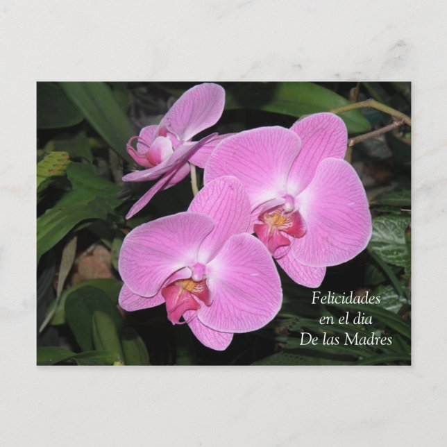 Felicidades dia de las Madres Postcard (Front)