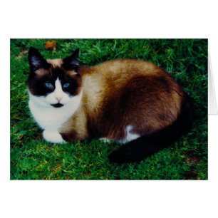 Feline Beauty