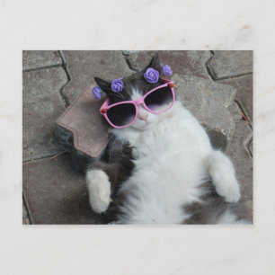 Feline Diva Postcard