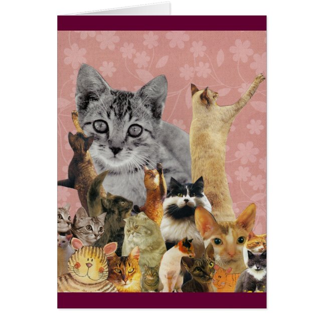 Feline Follies (Front)