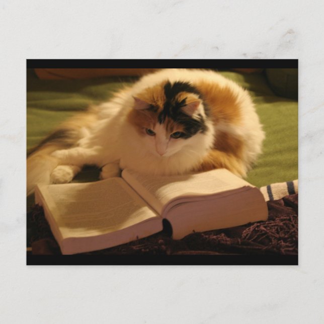 Feline Lincoln Postcard (Front)